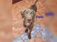 Drako