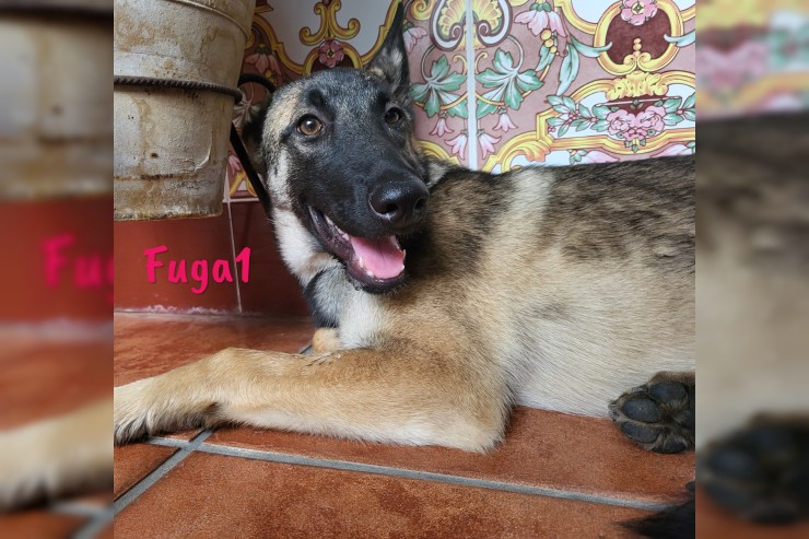 Fuga1