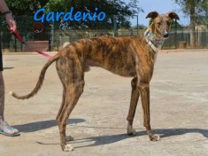 Gardenio