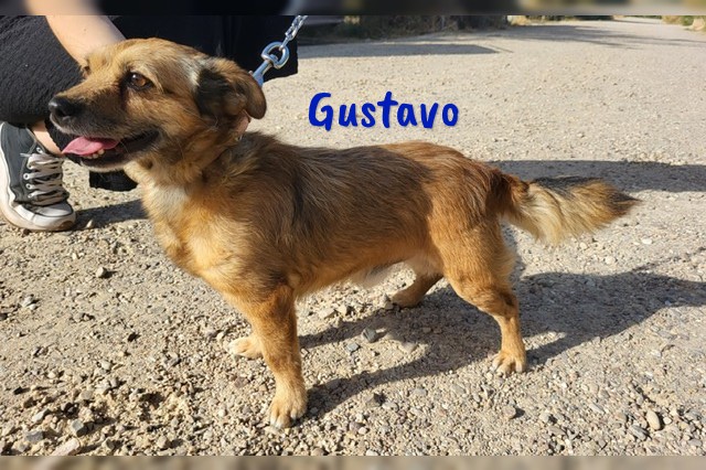 Gustavo