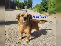 Gustavo