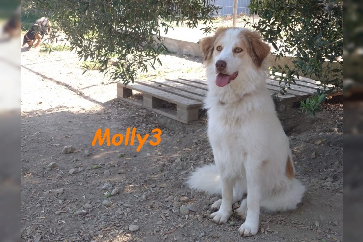 Molly3