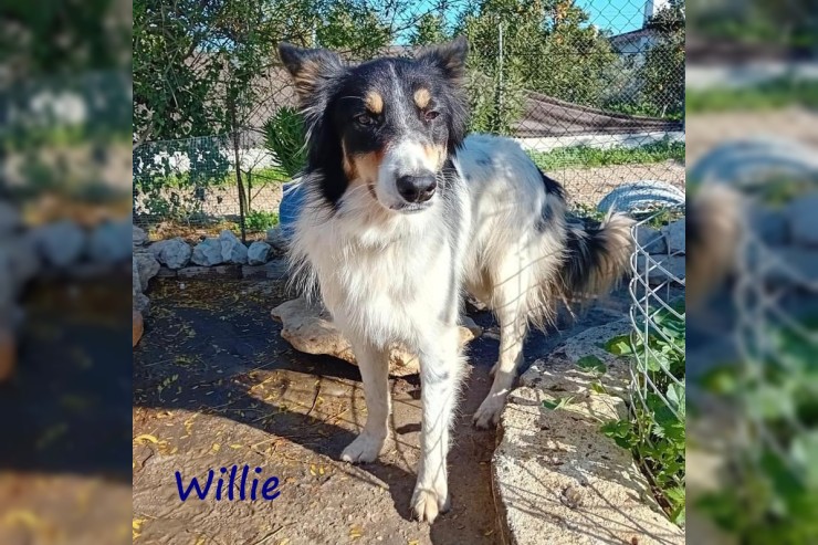 Willie