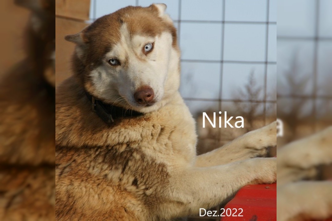 Nika