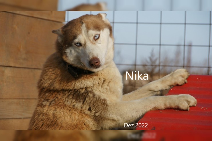 Nika