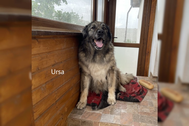 Ursa