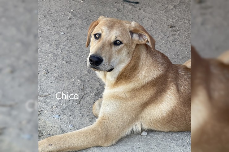 Chico