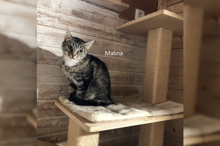 Malina