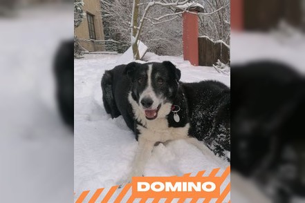 Domino