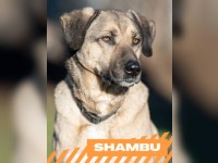 Shambu