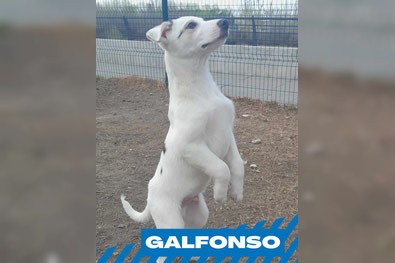 Galfonso